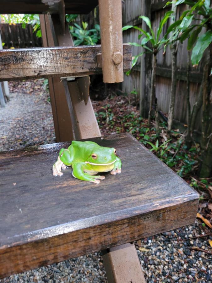 Travellers Paradise Κερνς Εξωτερικό φωτογραφία A green tree frog