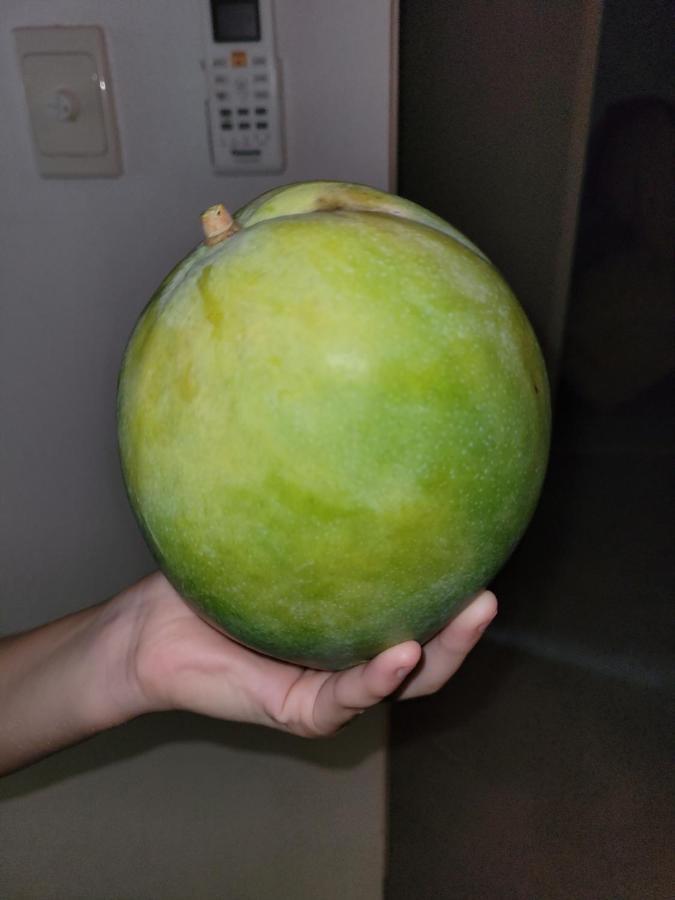 Travellers Paradise Κερνς Εξωτερικό φωτογραφία An unripe mango