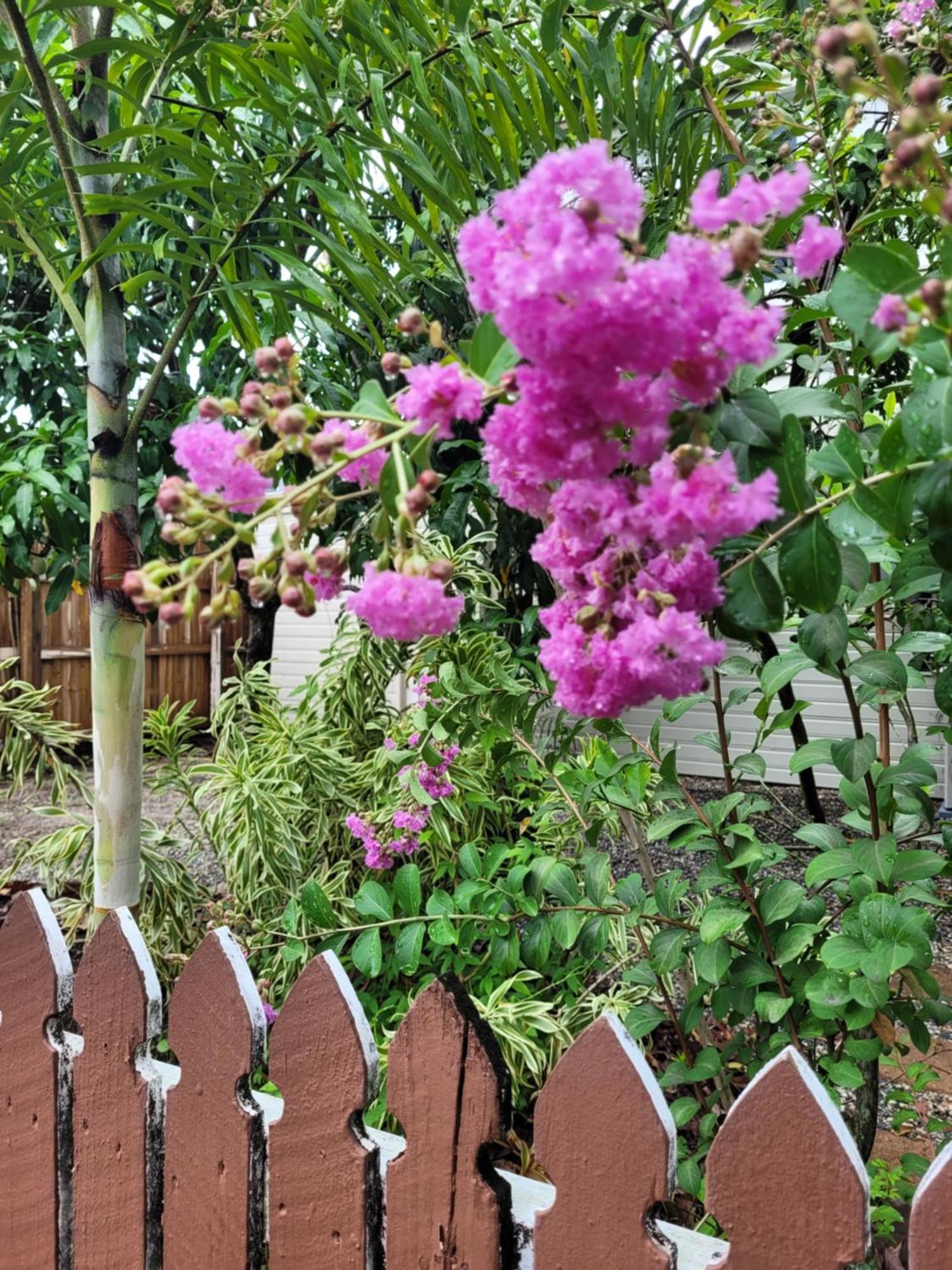 Travellers Paradise Κερνς Εξωτερικό φωτογραφία Lagerstroemia speciosa