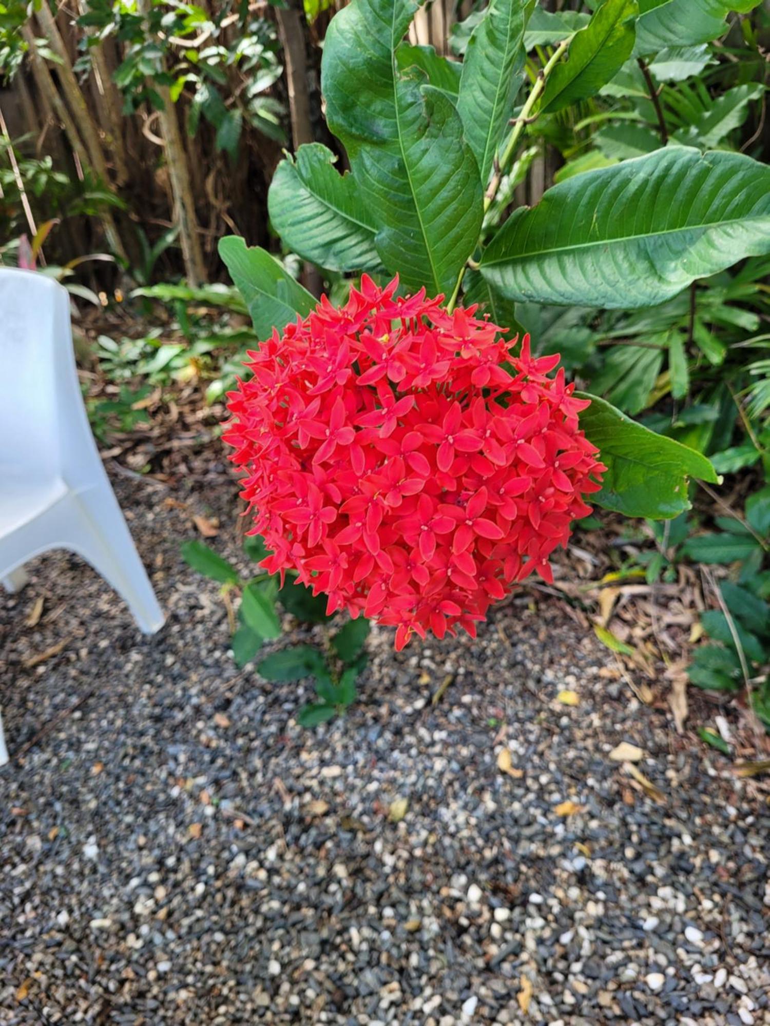 Travellers Paradise Κερνς Εξωτερικό φωτογραφία Flower of a red variety
